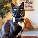 @happyhousecat