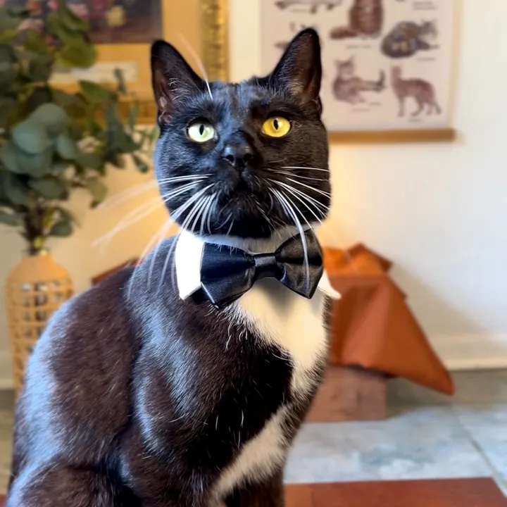 @happyhousecat