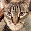 pepperthecat41