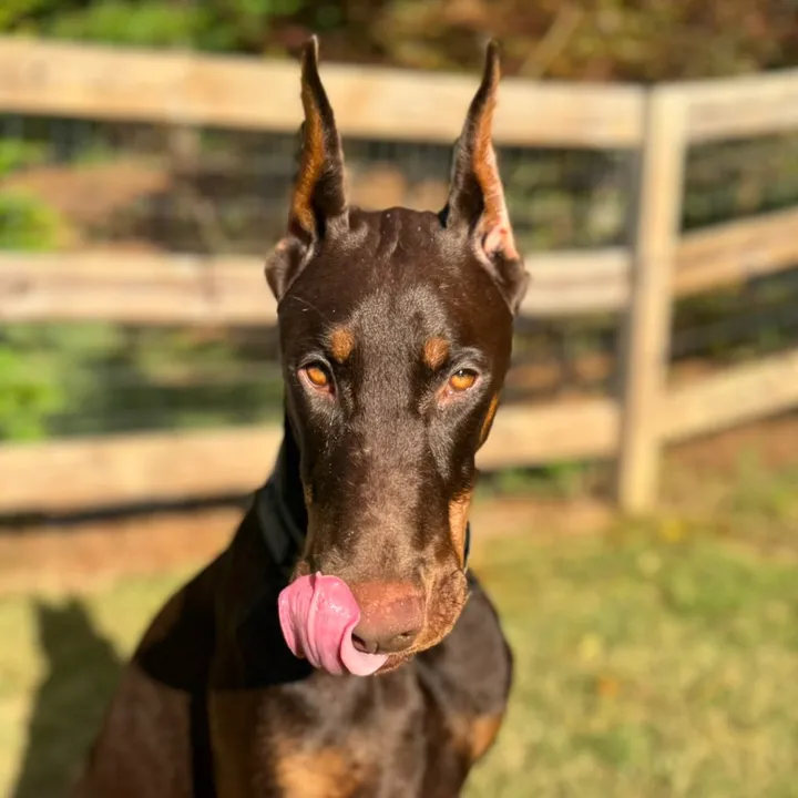 _nalathedoberman