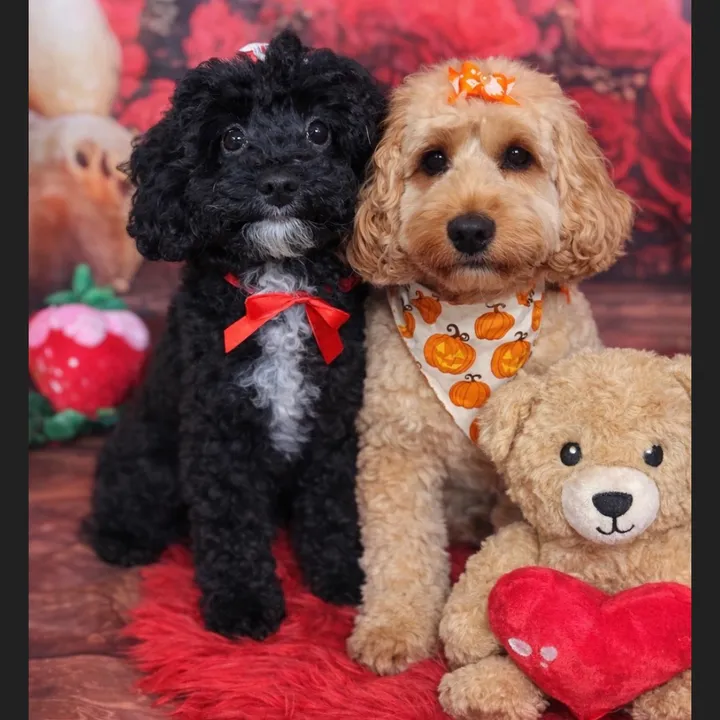 rubyroothecockapoo16