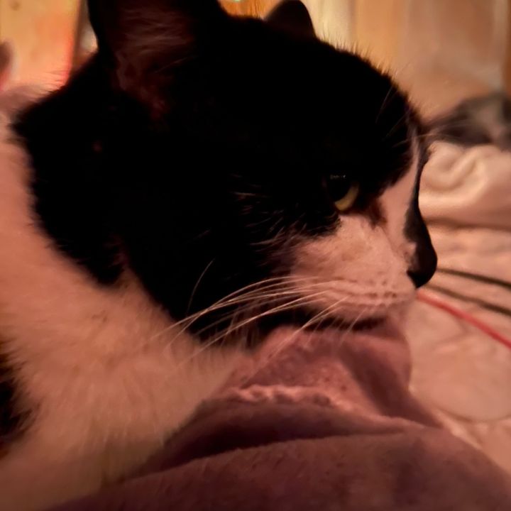 @🌺🌸Kitty🌺🌸 - original sound