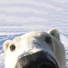 bearsteeth