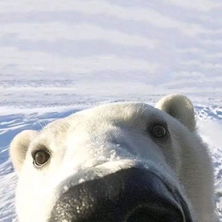 bearsteeth