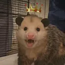 @opossumdawgmom