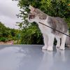mylolacat