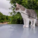 @mylolacat