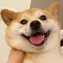 @livelydog.w1