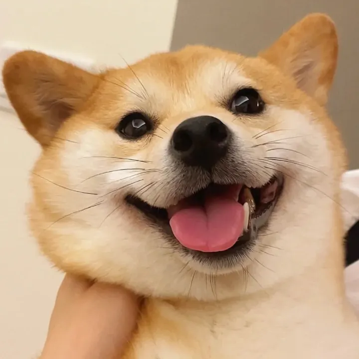 @livelydog.w1