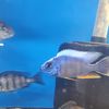 eddiebcichlids