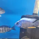 @eddiebcichlids