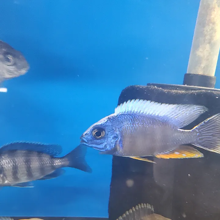eddiebcichlids