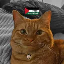 @cowboycatdad