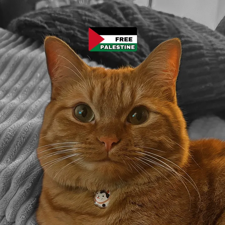 cowboycatdad