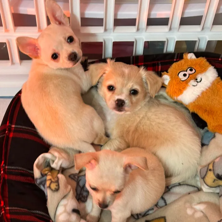 @chihuahuasbabies6