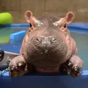@cincinnatizoo