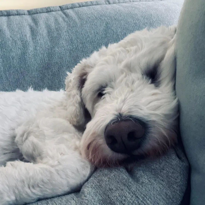thedoodslife