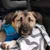 handicap.dogs.on.tour