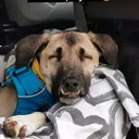 @handicap.dogs.on.tour