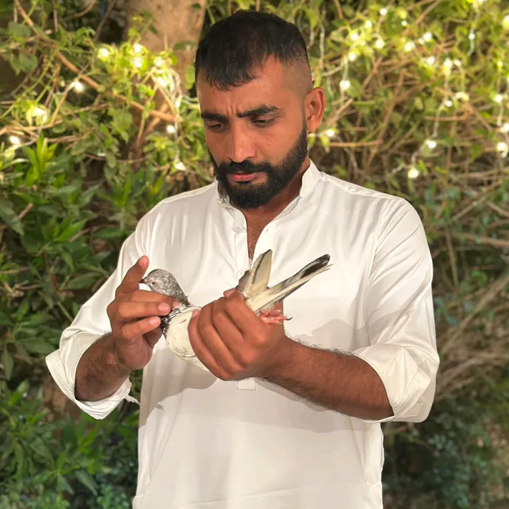 rauf886