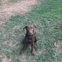 @coco_the_crazy_lazy_lab