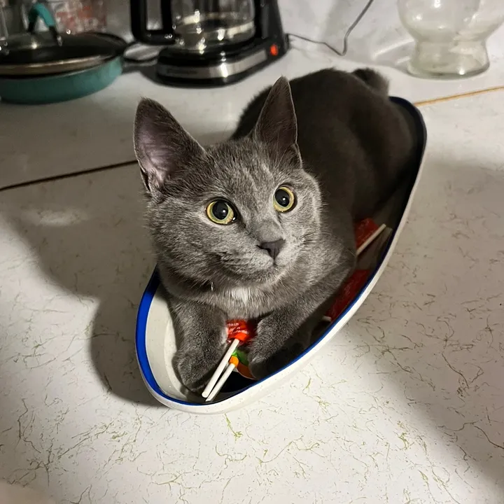 kittythecat29
