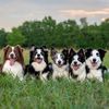 exploringk9training