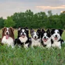 @exploringk9training