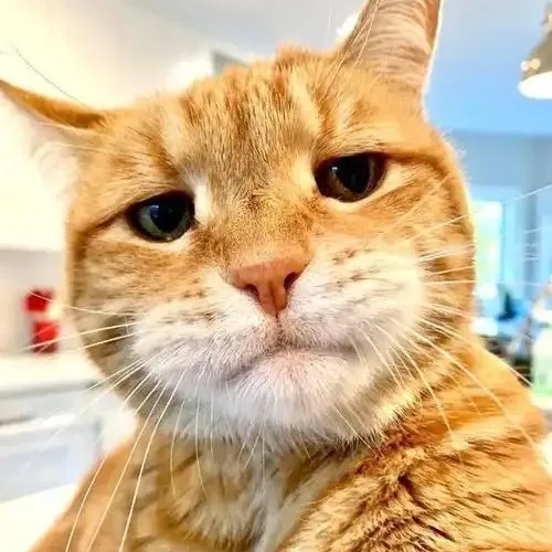 @cat71898