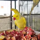 @meharhananaviary