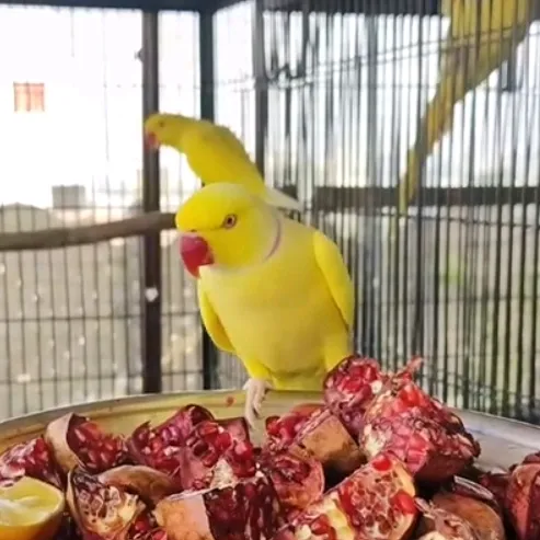 meharhananaviary
