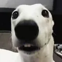 @atumosk