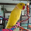@tweetyringneck