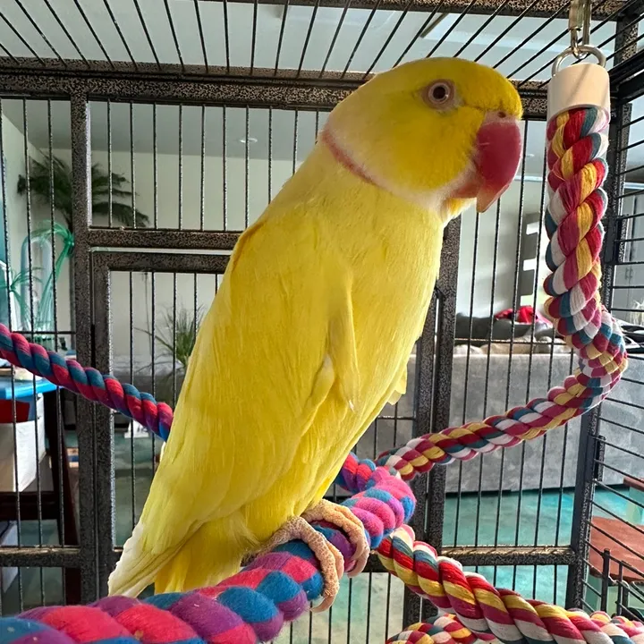 tweetyringneck