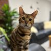 george_the_bengal_cat