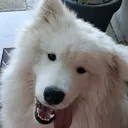 @frostyse_de_kelox
