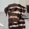 sir_bentley1