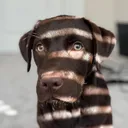 @sir_bentley1