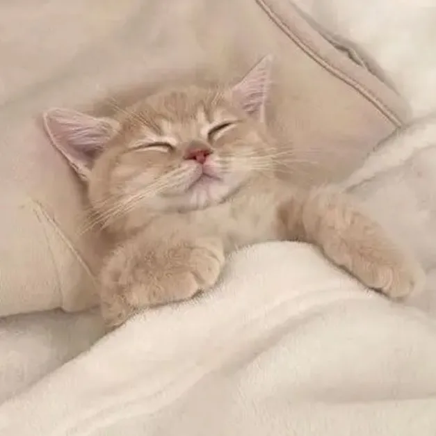 verycutekittycatz
