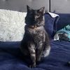 kiracats