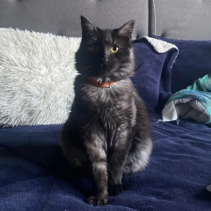 kiracats