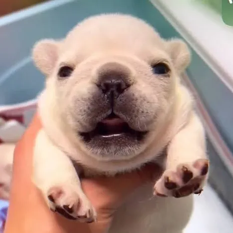 pibblefluencer