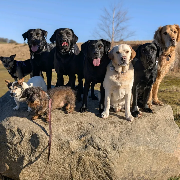 tracys_dog_walking