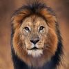 lionsightings
