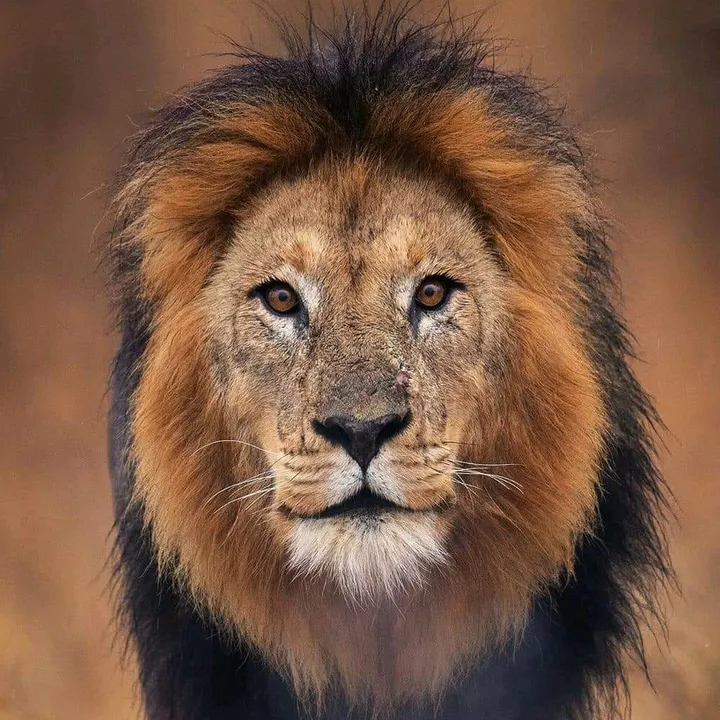 lionsightings