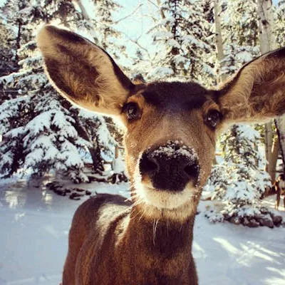 dddeerhunt