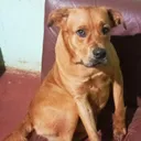 @aventurasanimais
