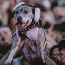 @oatmealtheadventuredog