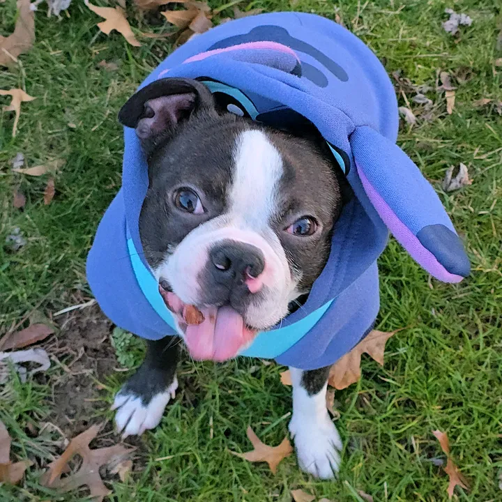 sirleotheterrier