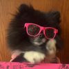 biggie_pom_pom